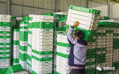 菜园子里种出幸福花 新野县施庵镇农产品蔬菜基地
