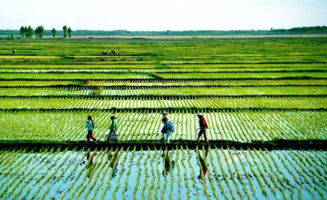 农业农村落实高质量发展重大举措 国家质量兴农战略规划