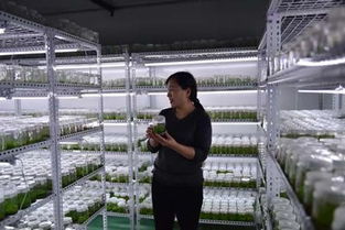 宣威市农硕农特产品开发中药材种植示范基地