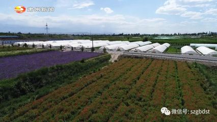 酒泉庆和种业开发:专注种业 服务三农