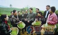 批发中国生物农业有机绿茶科技开发项目融资_食品、饮料_世界工厂网中国产品信息库