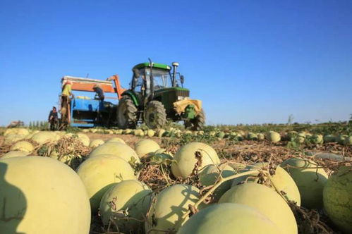 新疆生产建设兵团对新疆有多重要 兵团最少在新疆起到了三个重要作用