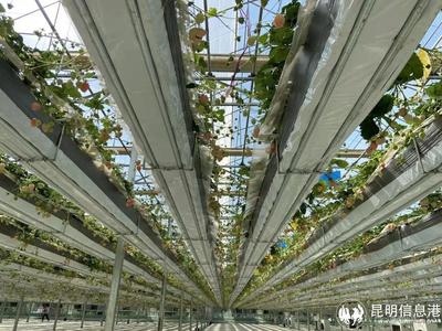 呈贡宝珠梨、绣球花、草莓等农特产品亮相2023全国“土特产”集中推荐活动现场