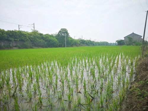 党建引领社会化服务，八岭山镇催生农业发展新动能