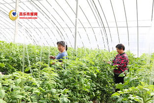 高崖水库库区 加快现代农业发展，打造有机农产品供销基地