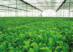 我国现代农业发展趋势及任务 农业开发的新征程