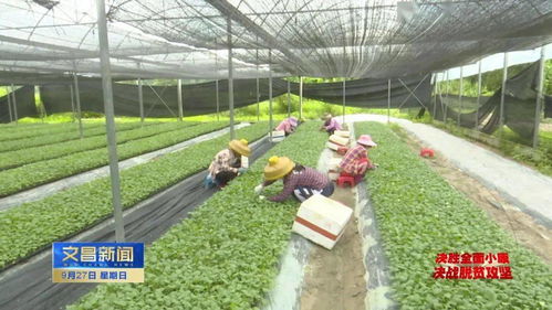 嫁接蔬菜种苗“嫁”出好“钱景”，助力我市农业经济蓬勃发展